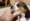 Animal Bites